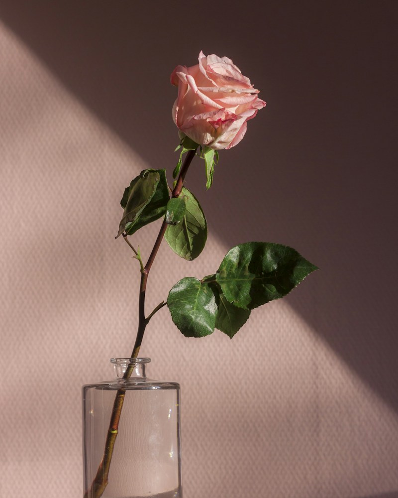 فلور دورانژ - Fleur d’Oranger